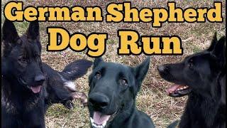 German Shepherd Dogs RUNNING...introducing SuperNova!!