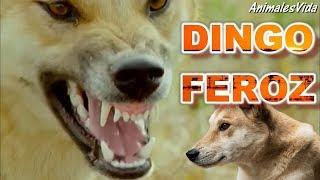 ÉSTE ES EL LEGENDARIO PERRO SALVAJE DE AUSTRALIA - EL DINGO