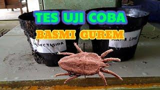 MANA YG LEBIH CEPAT REAKSINYA UNTUK MENGATASI GUREM ??? || INSEKTISIDA VS SABUN CAIR