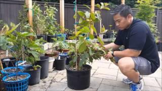 Pruning a Vietnamese Guava Tree