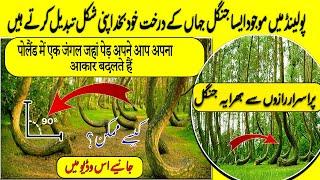 mysterious Crooked Forest Poland in urdu,hindi || mysterious jungle