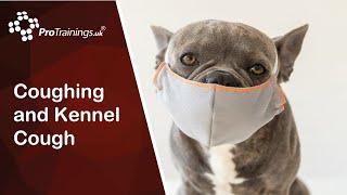 Coughing and Kennel Cough