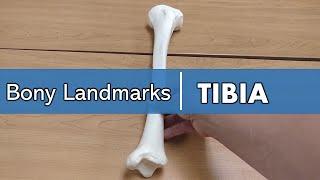 bony landmarks of the tibia