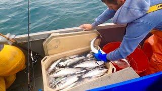 COMMERCIAL MACKEREL & BASS FISHING - Catch Clean Cook