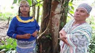 Диетирование Ренакиджа - дерево учитель. Dieta de master tree renaquilla. Аяваска ретриты. Ayahuasca