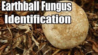 Earthball Fungus Identification