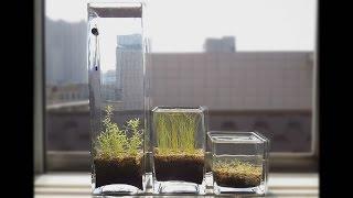Tutorial - No Filter, No CO2, No Ferts, Windowsill Planted Pico Vase