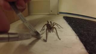 Man Untangles Wolf Spider