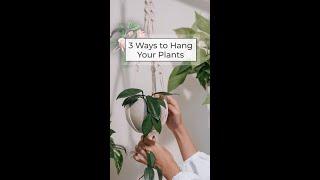 Hanging Plant Ideas | 3 Ways To Hang Your Plants