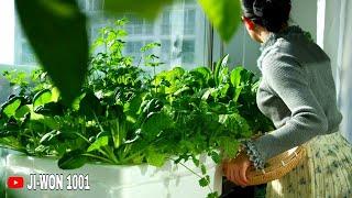 Balcony Vegetable Garden Harvest. || South Korea Winter Balcony Garden.