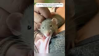 A girl accidentally found a motherless baby mouse and adopted it #animalshorts #animalrescue