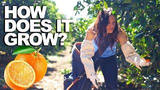 ORANGE | How Does it Grow?