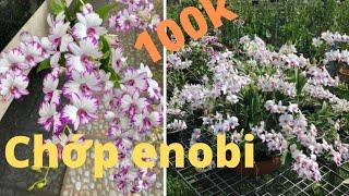 Chớp enobi rất siêng hoa giá 100k