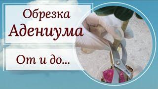 Обрезка ️ адениума. Как, когда, и главное- ЗАЧЕМ?