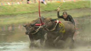 Thai tradition of water buffalo racing makes a post-pandemic comeback | AFP