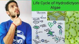 Life cycle of Hydrodictyon Algae