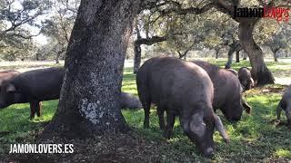 Acorn-fed 100% Pure Breed Iberian Pigs: The Dehesa forest