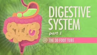 Digestive System, Part 1: Crash Course Anatomy & Physiology #33