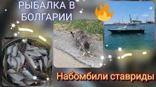 Морская рыбалка в Болгарии: ловля ставриды на Черном море