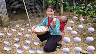 Harvest duck eggs & chicken to sell at the market - vegetable garden care | Ly Tieu Dua