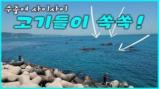 생활 낚시 / 관광 낚시 / 조과 좋은 울산 방파제 낚시 명소! 정자 방파제 포인트 확인하고 가세요~  [전국 낚시 포인트 소개]