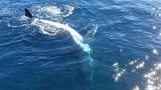 Australia Gold Coast, Humpback Whales, coming up to say hello !!