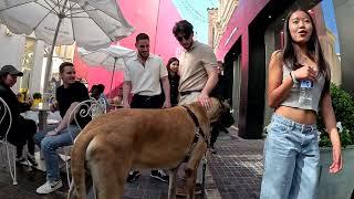 Cash 2.0 Great Dane at The Grove and Farmers Market in Los Angeles 85