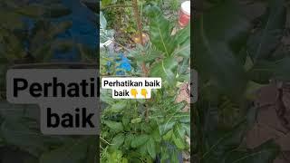 #videoshort #viral #ular #daun #sore #mencekam #takut