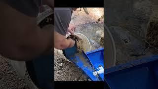 The Nose Picked it. #goldprospecting #goldpanning #camping