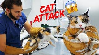 THE CAT ATTACKS THE VET!  Cat Attack Next Level! ⬆️ #TheVet