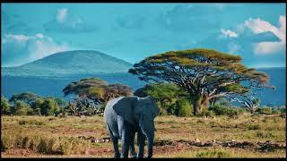 Wild Harmony: Peaceful Morning with Elephants & Birdsong 4k