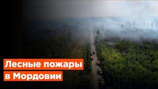 В Мордовии уже 3 недели не могут потушить пожар в заповеднике