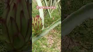 juicy dragon fruit harvest #shorts @beastreacts@doyalagro