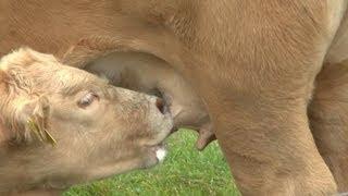 Kälbchen trinkt Milch von der Kuh. Calf drinking milk from the cow