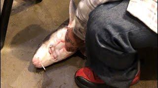 Big Sturgeon Jumped Out The Fish Tank at Bass Pro Shops