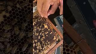 To stab the king #bee #beefeater #beekeeper