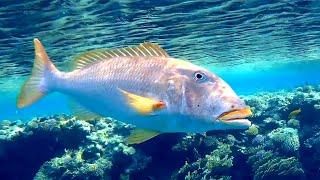 Yellowlip emperor (Lethrinus xanthochilus), Желтогубый император, Желтогубый летрин