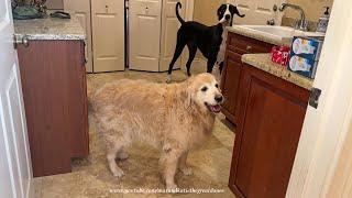 Great Danes Try to Calm Golden Retriever Who is Missing His Mom & Dad