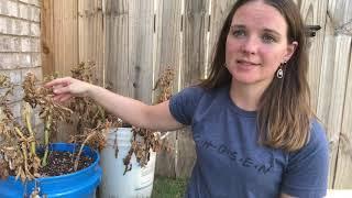 Potatoes in Containers | Time Elapsed | Harvest