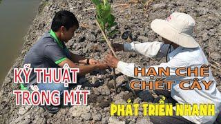 Kỹ thuật trồng Mít Thái phát triển nhanh | Hạn chế chết cây | Hạn chế sơ đen về sau