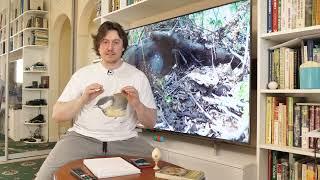 Как правильно вести себя у птичьих гнезд