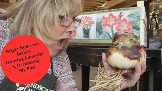 How to Grow & Care for Amaryllis