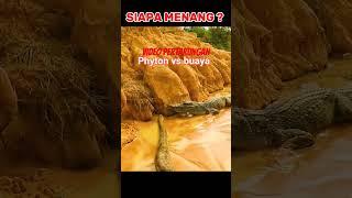 Ular Phyton Vs Buaya Video langka #putrafajar88 #buaya #phyton