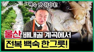 최주봉mc가 강력 추천합니다. 울산 영남알프스 배내골 계곡 옆 평상에서 먹는 전복 백숙 한그릇이면 올여름 더위 걱정 끝~! [ 테마기행길 ] 20230824