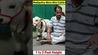  1 To 2 feet height cattle shortest cows breed #youtube #viral #reels #miniature #trend #youtube