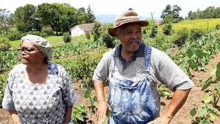 Emseni Farming Avocado Project