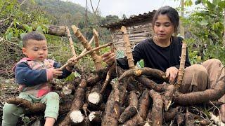 Single mother 17 years old - harvests cassava and brings it to the market to sell - ly tu ca