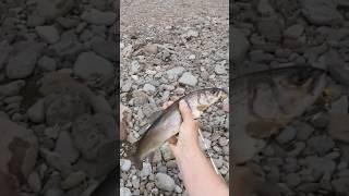 Ленок из под коряг!!! Спиннинг в дугу!!!!!! #fishing#fish#Bigfish#рыбалка#лосось#