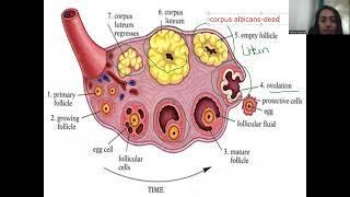 Ovulation.Menstrual Cycle updated 2024