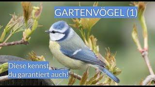 Gartenvögel - diese kennst auch du! (1)